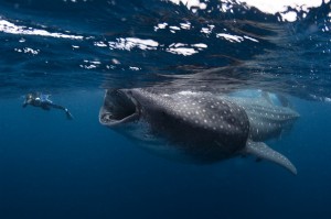 Requin-baleine
