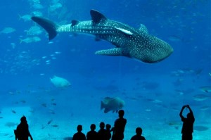 Requin-baleine