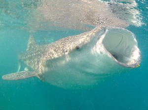 Requin-baleine