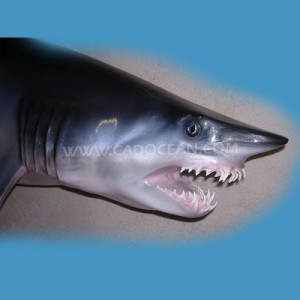 Requin mako