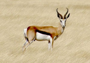 Sprinbok