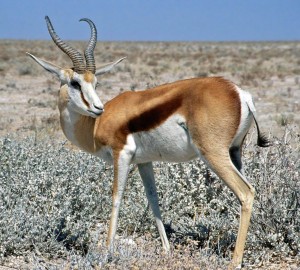 Sprinbok