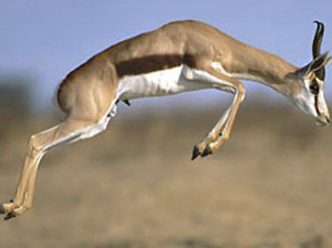 Sprinbok