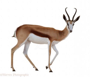 Sprinbok