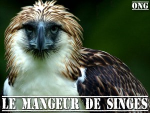 Aigle des singes