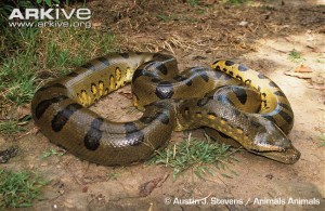 Anaconda