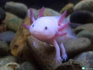 Axolotl