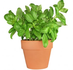 Basilic