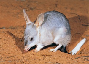 Bilby
