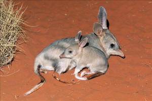 Bilby