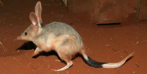 Bilby