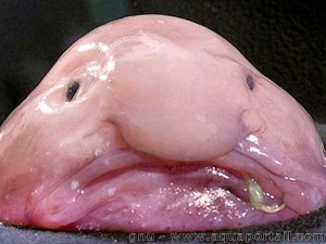 Blobfish