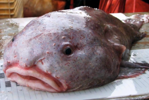 Blobfish