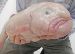 Blobfish