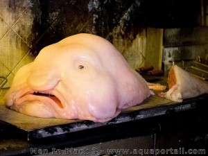 Blobfish