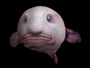 Blobfish