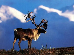 Caribou