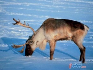 Caribou