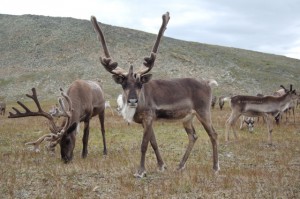 Caribou