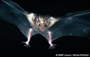 Chauve-souris