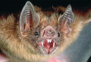 Chauve-souris