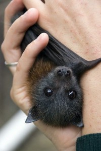 Chauve-souris