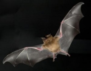 Chauve-souris