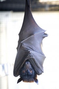 Chauve-souris