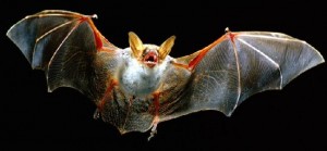 Chauve-souris