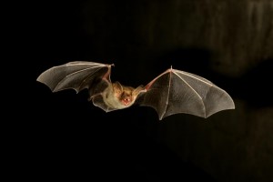 Chauve-souris