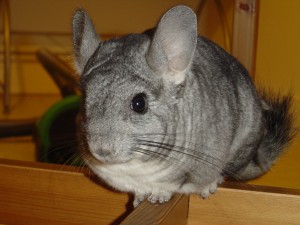 Chinchilla