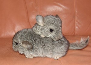 Chinchilla