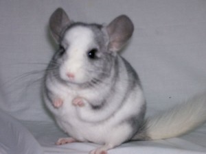 Chinchilla