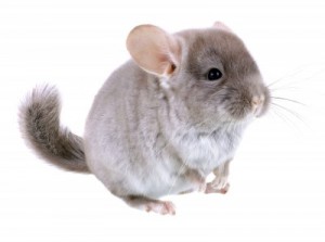 Chinchilla