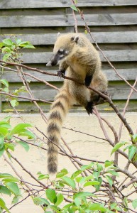 Coati roux