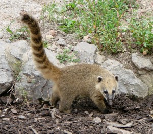 Coati roux