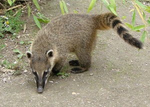 Coati roux