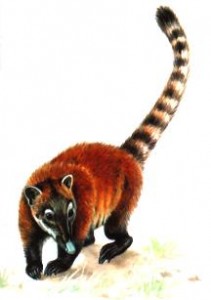 Coati roux