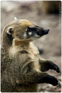 Coati roux