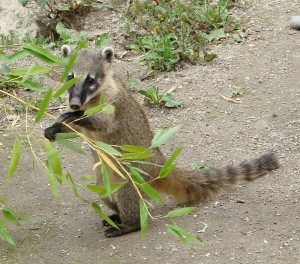 Coati roux
