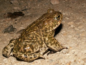 Crapaud calamite