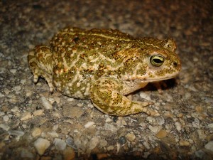 Crapaud calamite