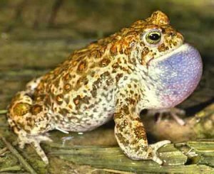 Crapaud calamite