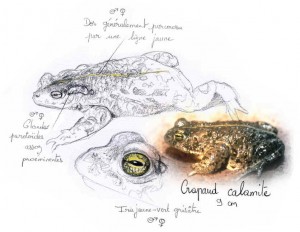 Crapaud calamite