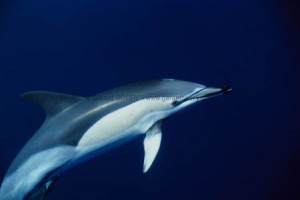 Dauphin commun