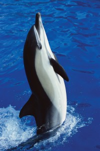 Dauphin commun