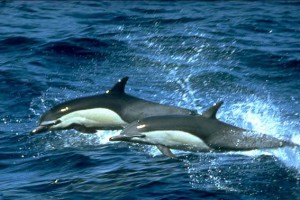 Dauphin commun