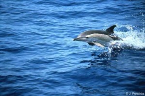 Dauphin commun