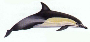 Dauphin commun