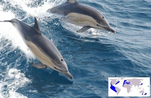 Dauphin commun